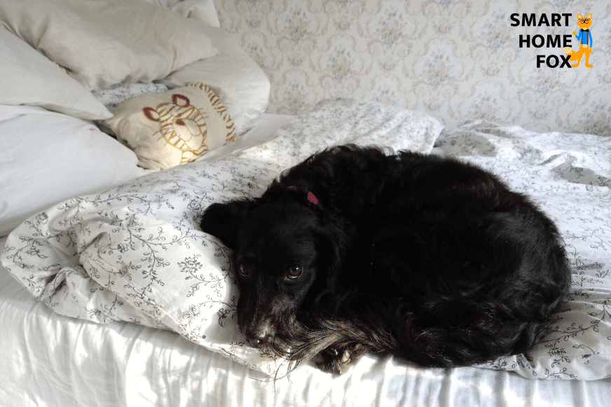 Ein schwarzer Hund liegt im Bett
